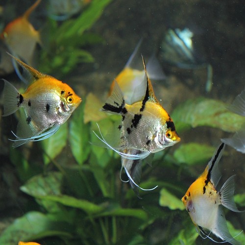 Pt.scalare   Maanvis koi SM